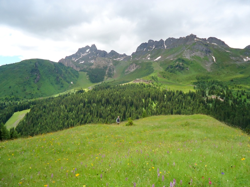 Nigritella, Dactylorhiza perverseemaltempo! Dolomiti luglio 2014.